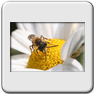 Andrena nitida